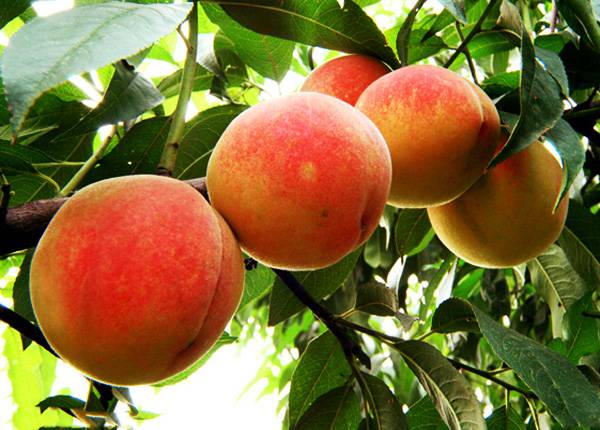 最易导致流产的这六种食物千万别碰