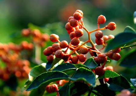 3大偏方帮你治疗慢性乳腺炎