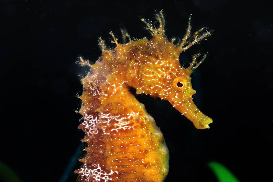 更年期吃什么好 8种食疗方助你调理阳虚体质