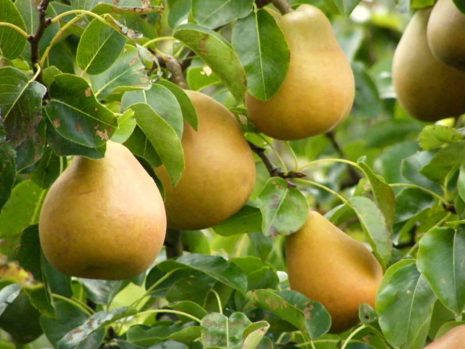 六大水果对卵巢保养好处多 好吃又养巢