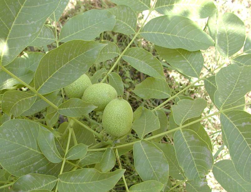 乳腺炎吃什么药 这些偏方你一定要知道