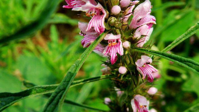 4款饮食疗法有效助你调理功能性子宫出血
