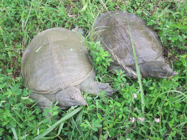 月经不调能吃甲鱼吗 滋阴壮阳的上好佳品