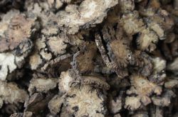 女性月经不调可吃川芎吗 川芎的功效有哪些