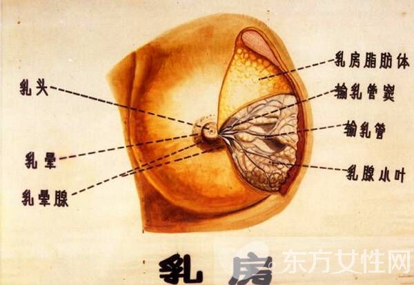 小叶增生症状是怎么样的 引起小叶增生的原因有哪些