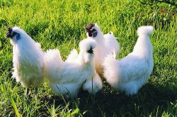 闭经怎么调理 五大食疗方助你调理闭经