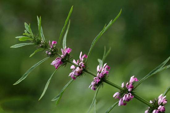 推荐9款子宫内膜异位症的食疗方法