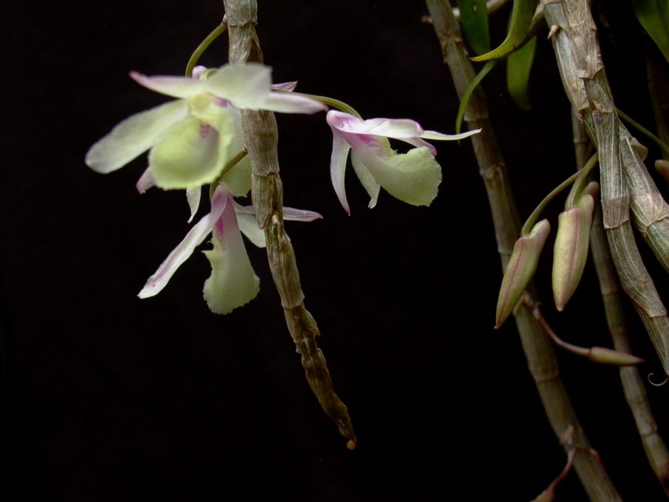 石斛的功效与作用以及食用方法大全