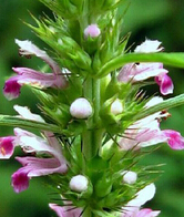 益母草的副作用 益母草并非适用于每个人