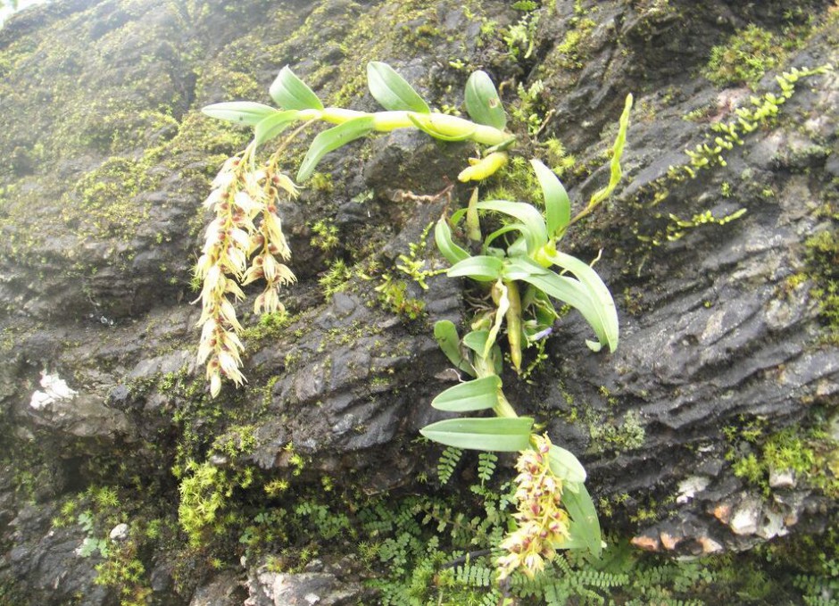 石斛的功效与作用以及食用方法大全