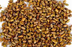 决明子的作用有哪些 揭决明子的适用人群