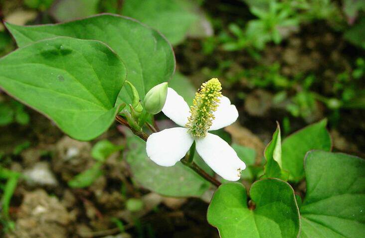 深究鱼腥草的功效 鱼腥草还能这样吃