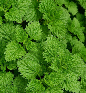 薄荷叶的功效与作用 薄荷叶泡茶有什么好处