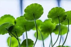 金钱草有什么功效 存在有哪些禁忌