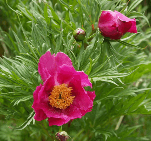赤芍的功效与作用 揭赤芍的炮制方法