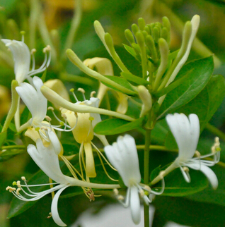金银花的功效 金银花的使用方剂