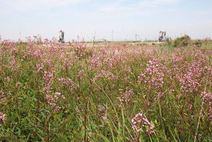 罗布麻的功效与作用大揭秘 真如所说那般好