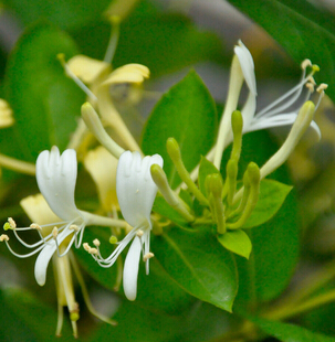 金银花的功效 金银花清热解毒之功效