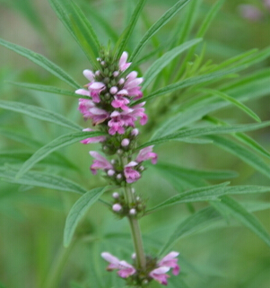 益母草的作用 经期可以吃益母草吗