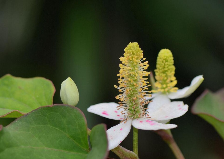 深究鱼腥草的功效 鱼腥草还能这样吃