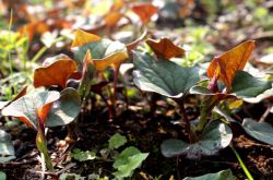 深究鱼腥草的功效 鱼腥草还能这样吃