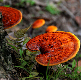 灵芝的功效 灵芝的物种类型及功能介绍