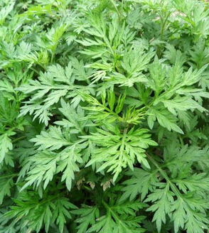 艾草的功效与作用 中药艾草治疗鼻塞