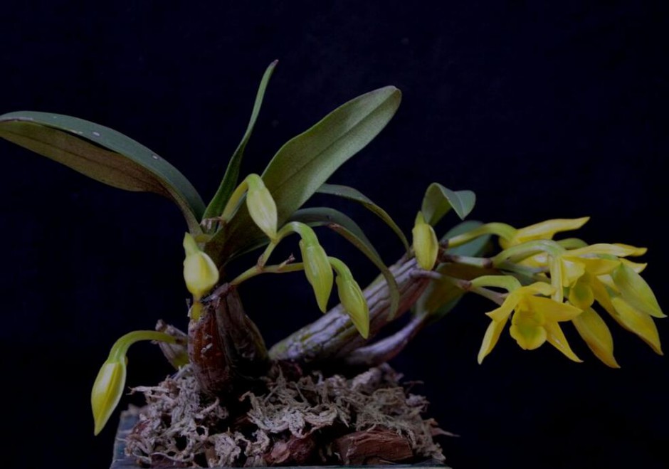 石斛的功效与作用以及食用方法大全