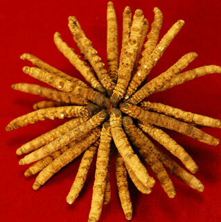 冬虫夏草的功效 冬虫夏草泡酒的民间偏方