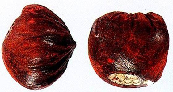 血竭的功效与作用及食用方法大全