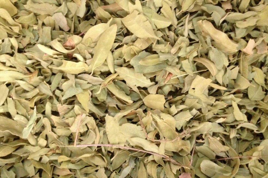 罗布麻的功效与作用大揭秘 真如所说那般好