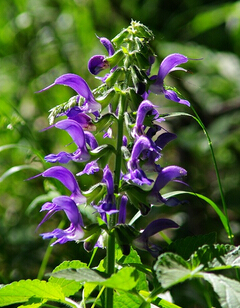 丹参的功效与作用 与川芎配伍应用