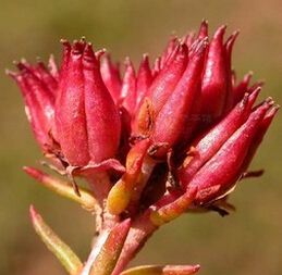 红景天的功效与作用 红景天的禁忌