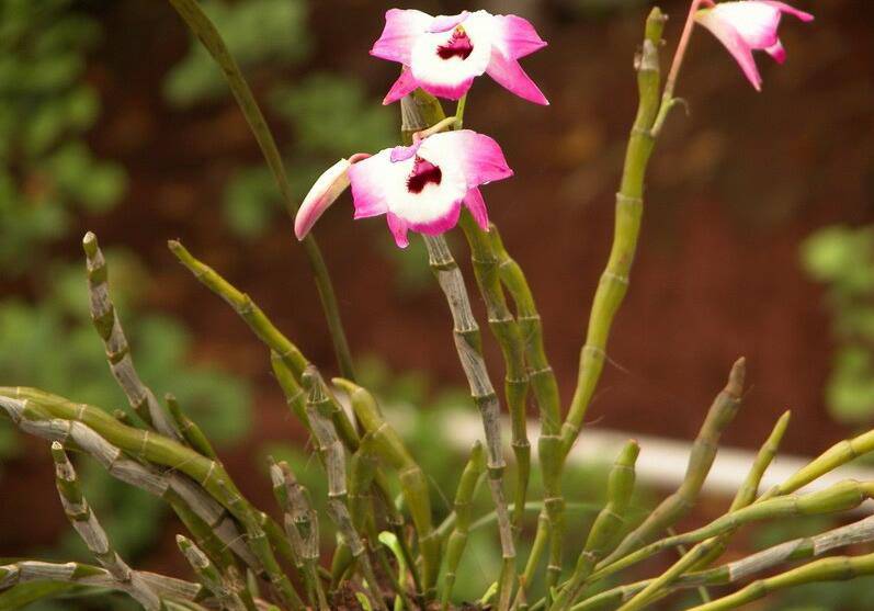 石斛的功效与作用以及食用方法大全