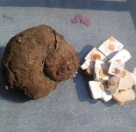 茯苓的功效 茯苓的规格等级和品质区分