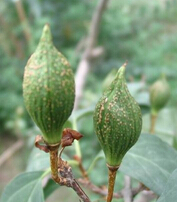 连翘的功效与作用 连翘的食用方法