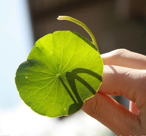 金钱草有什么功效 存在有哪些禁忌