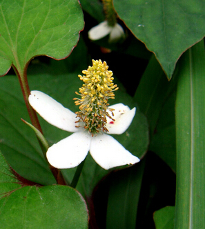 宫颈炎怎么治疗 鱼腥草治疗宫颈炎