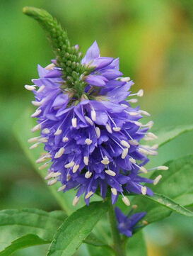 流产后吃什么好 女性流产后服益母草
