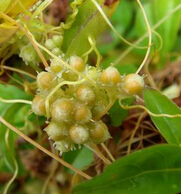 菟丝子的功效与作用 菟丝子的药用部位