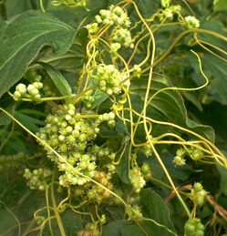 菟丝子的功效与作用 盐菟丝子补肝脾肾