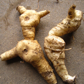 黄精的功效与作用 抗疲劳抗氧化