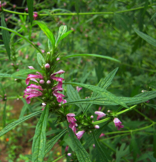 益母草的功效与作用 益母草的食用方法