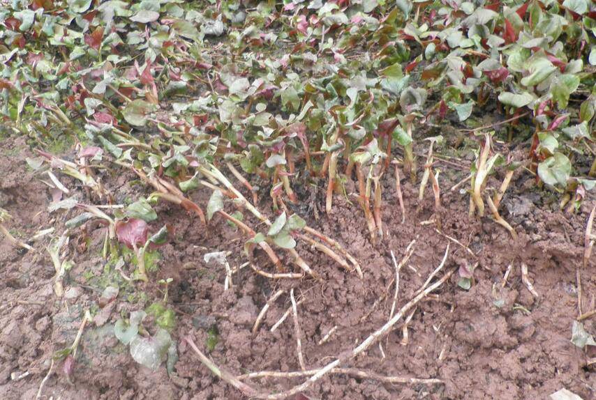 深究鱼腥草的功效 鱼腥草还能这样吃