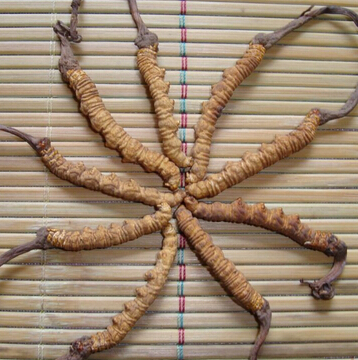 冬虫夏草怎么吃 冬虫夏草怎么吃才最好