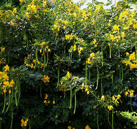 决明子的作用有哪些 揭决明子的适用人群