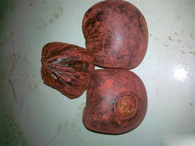 血竭的功效与作用及食用方法大全