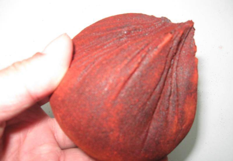 血竭的功效与作用及食用方法大全