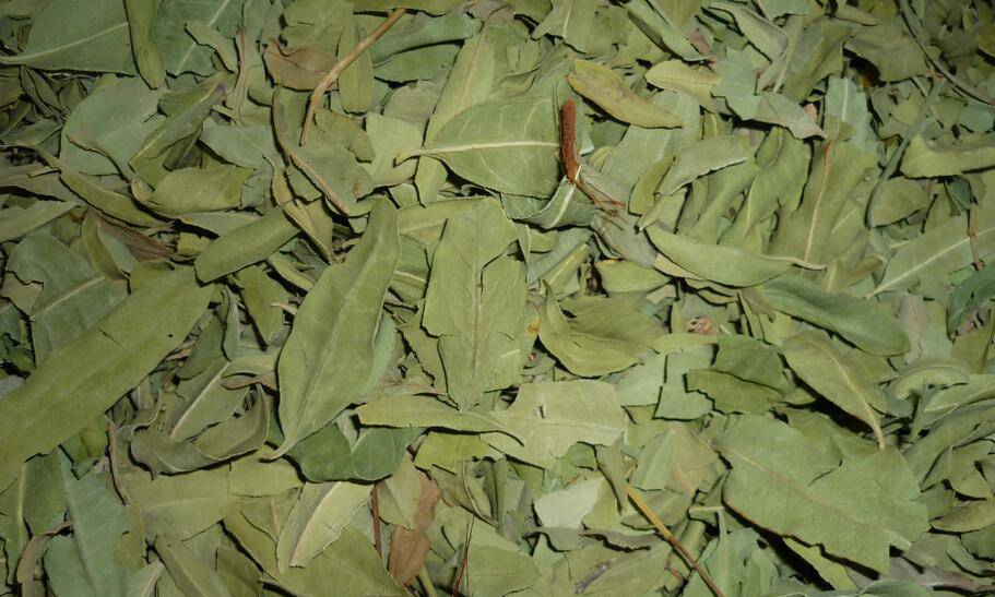 罗布麻的功效与作用大揭秘 真如所说那般好