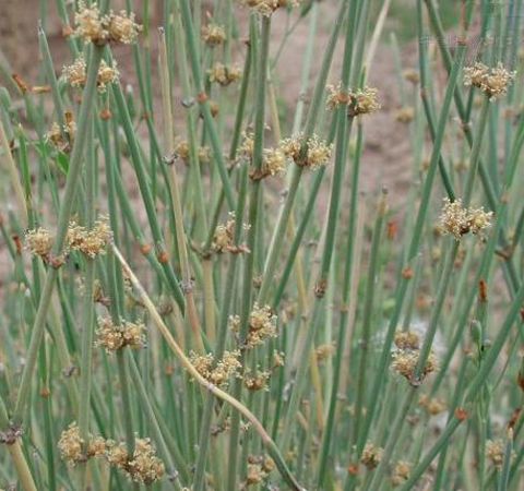 麻黄的功效与作用 麻黄到底能干什么